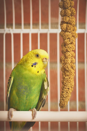 Caged Budgerigar perched on a white stick.