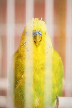 Full length yellow Budgerigar looking straight at the camera.の写真素材