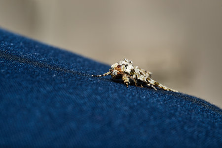Macrophotography of a multi-toned brown insect, clothes moth, perched on a blue denim garment, selective focus.の写真素材
