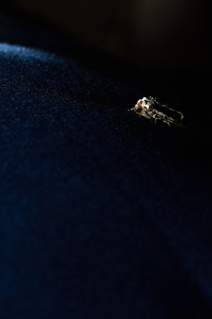 Macrophotography of a multi-toned brown insect, clothes moth, perched on a blue denim garment, selective focus.の写真素材