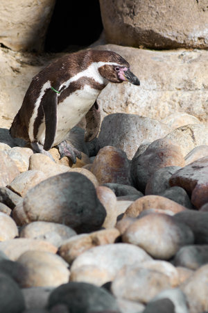 Humboldt penguin perches majestically on a rock, with a stone bottom.の写真素材