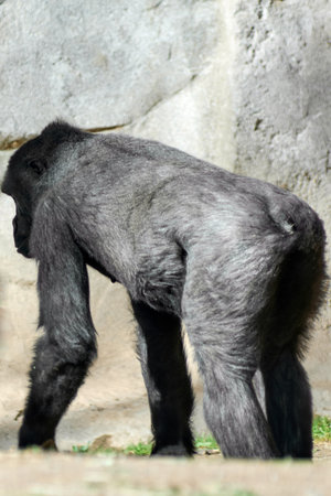 Gorilla relaxed in a natural environment, showing his powerful physique under the sunlight.