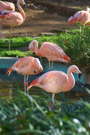 Group of pink flamingos feeding and resting next to a pond surrounded by vegetation.の写真素材