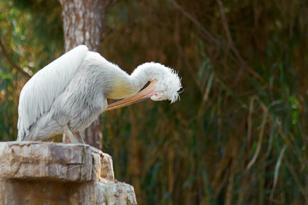 A white pelican perches calmly, displaying its majestic beak and plumage, against a background of green vegetation while preeningの写真素材