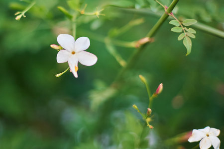 Natural scene with white flowers and green buds, symbolizing life and beauty.
