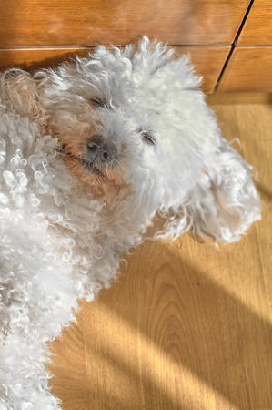 A peaceful moment encapsulated; a Maltese bichon rests, the sunlight highlights every detail of its...