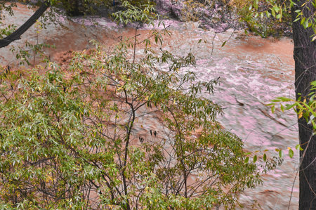 Water flows through a forest, with lush green leaves and autumn colors creating a serene scene.