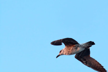 Hovering over the blue horizon, a young gull captures the essence of flight. Concept: bird, flight, horizon, sky, wildlife.の写真素材