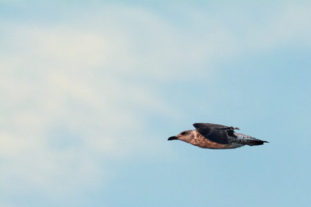 This juvenile gull flies over the ocean, capturing the serene beauty of avian motion. Concept:...