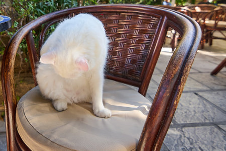 A charming close-up of a domestic white cat, its soft fur contrasting with the woven texture of the chair, embodying comfort and quiet contemplation in a sun-dappled garden area.の写真素材