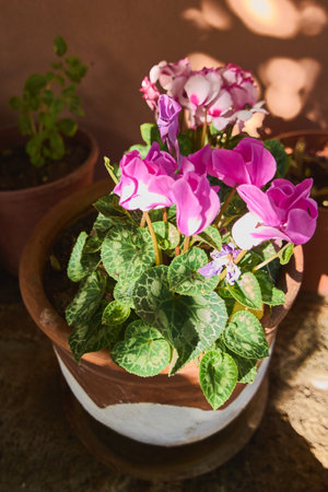 Close-up detail of a plant with its distinctive deep pink flowers and patterned green leaves, capturing the delicacy and natural beauty of this blossom.の写真素材