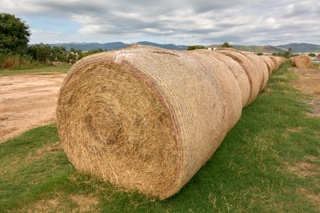 A series of recently harvested hay rolls are neatly arranged in a row, symbolizing the successful...