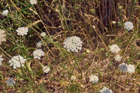 White wild flowers in a summer meadow