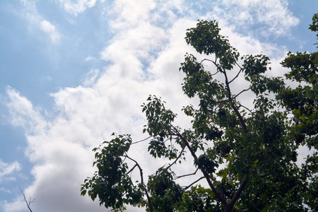 A detailed view of a leafy tree against a bright blue sky with white clouds, evoking themes of...