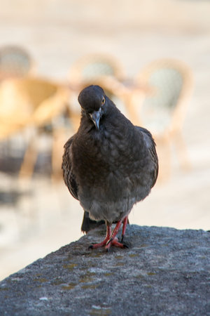 Close-up of an urban pigeon perched on a stone ledge, tilting its head and looking curiously at the...