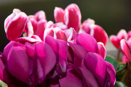 A macro close-up with selective focus on magenta cyclamen flowers. The vibrant petals stand out against a dark, blurry background, creating beautiful bokeh.の写真素材
