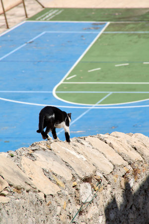 Rear view of a tuxedo cat on a rustic wall. The blurry background of a blue sports court offers vibrant copy space and a concept of contrast.の写真素材