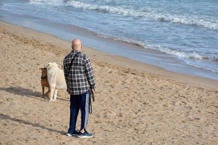 Sitges. Spain - February 10, 2026: Man standing on sandy winter beach watching two dogs interact...