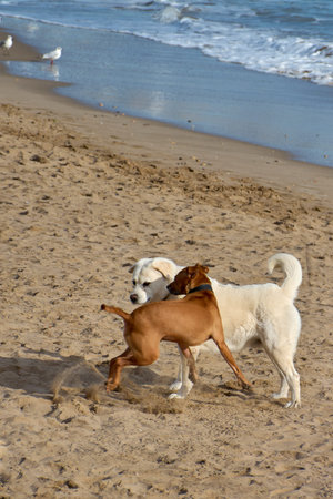 Two dogs playing energetically on a sandy beach near gentle waves, expressing natural canine...