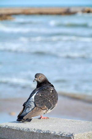 Pigeon perched on seaside concrete wall with soft ocean waves in background, urban wildlife concept...