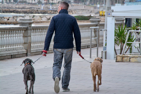 Sitges, Spain - February 15, 2026: Man walking two dogs on leashes along seaside promenade, everyday pet care in Mediterranean coastal townのeditorial素材