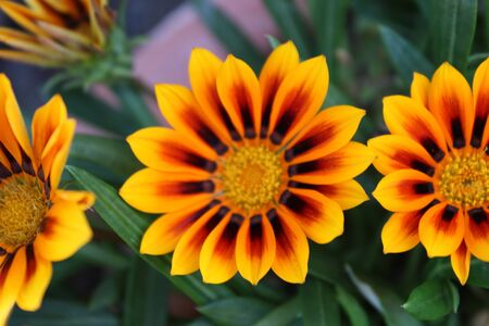 Bright Flowersの写真素材