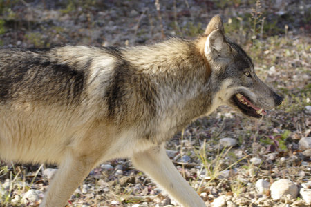 Wolf