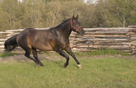 Horse running in corral.の写真素材