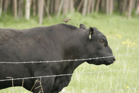 Bird riding on bull's backの写真素材