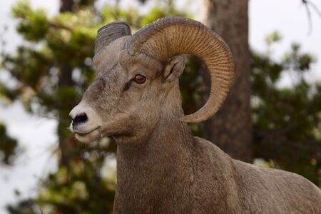 Sheep posing for the camera.の写真素材