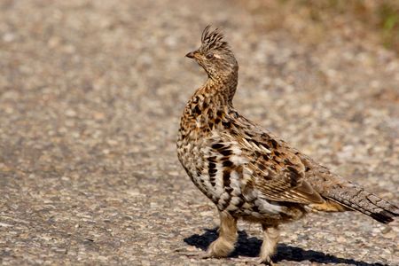 Ruffed grouse in the bushesの写真素材