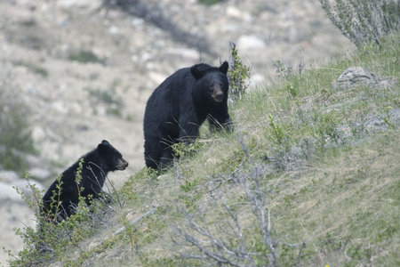 Shot in Jasper National Park, Alberta
