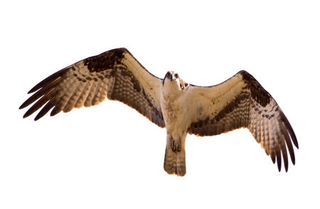 Osprey in flight.