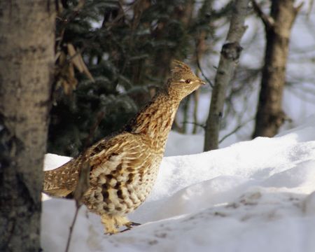 Ruffed grouse sneaking through the snow.の写真素材