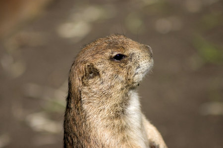 Young ground squirrel checking out the surroundings.
