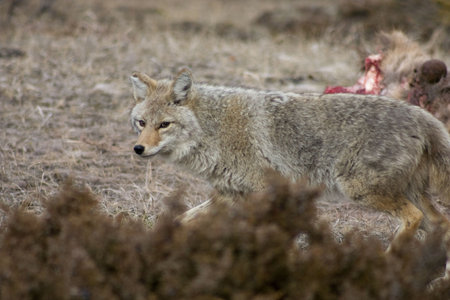 Coyote feeding on an elk that was killed by wolves over night.の写真素材