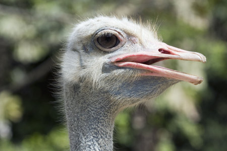 Close up of an ostrich in a zoo.