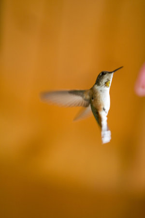 Humming bird having dinner at a feeder.の写真素材