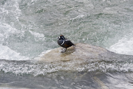 Harlequin duck in the Maligne River, Jasper National Park