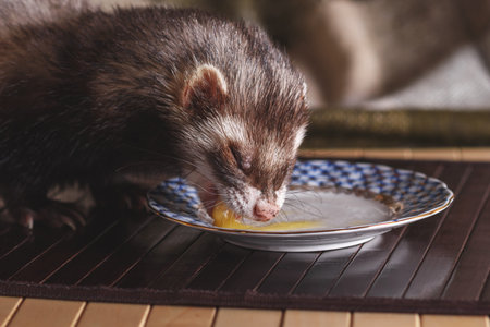 A domestic ferret eats a quail egg. With porcelain dishes. Animal color - standard.の写真素材