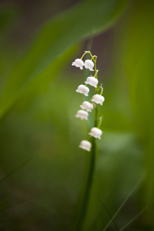 Delicate lily of the valley close up image with soft selective focus. の写真素材