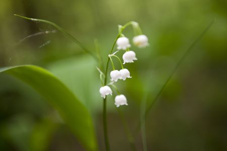 Delicate lily of the valley close up image with soft selective focus. の写真素材