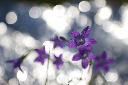 Delicate Campanula patula  close up image with soft selective focus.の写真素材