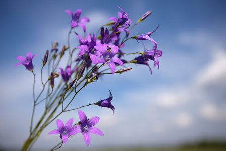 Delicate Campanula patula  close up image with soft selective focus.の写真素材