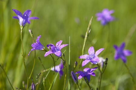 Delicate Campanula patula  close up image with soft selective focus.の写真素材