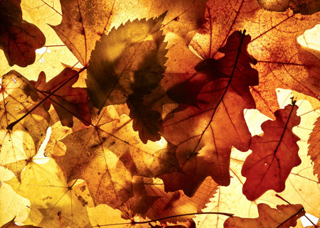 Autumn background from the fallen down leaves.