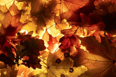 Autumn background from the fallen down leaves.