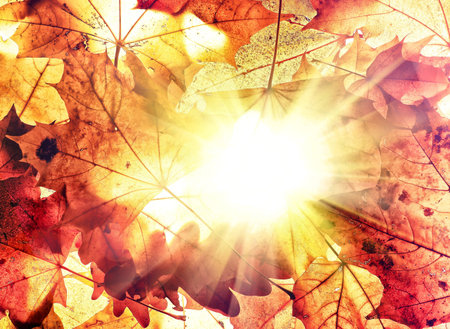 Autumn background from the fallen down leaves.
