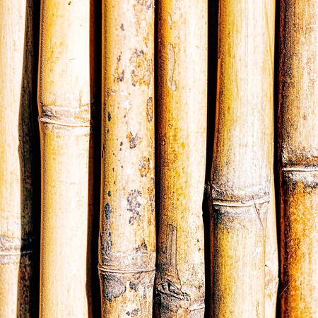 Bamboo. Fragment of the fence. Background.の写真素材