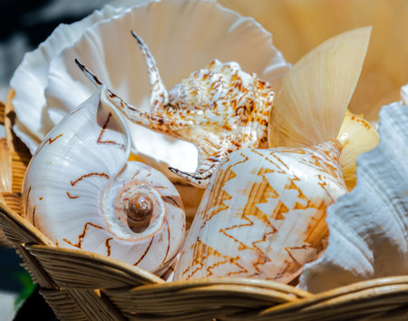 Sea shells in a basket in local market in Agios Nikolaos. Traditional souvenirs for tourists. Crete,...